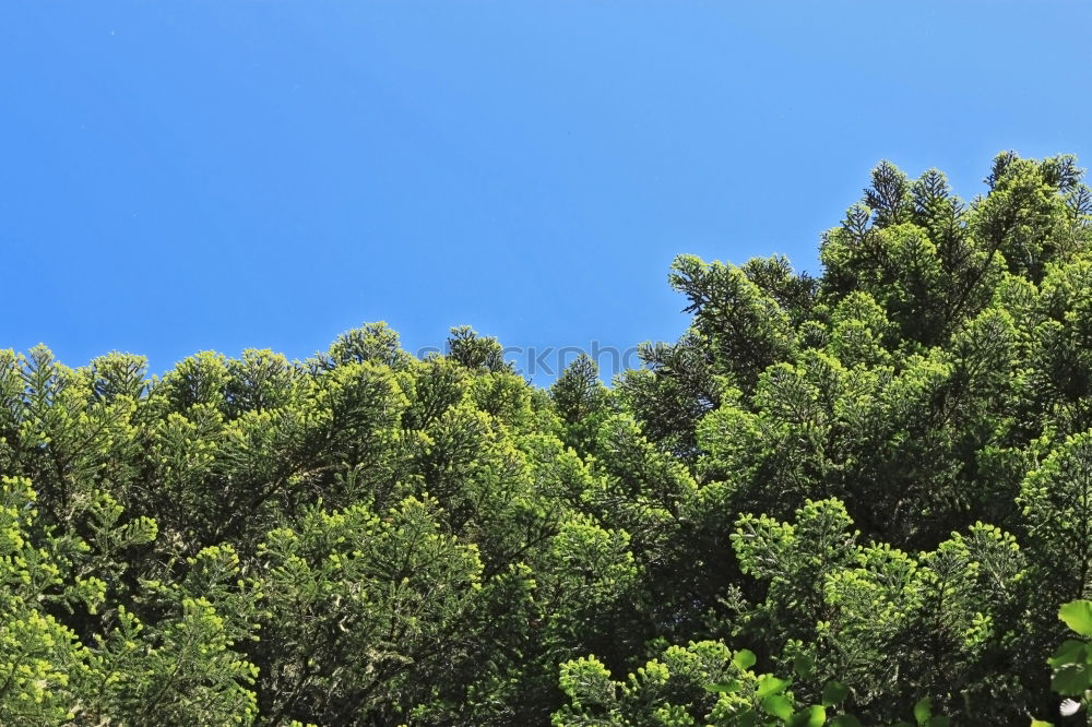 Similar – Pines offer shade on the beach in Sardinia