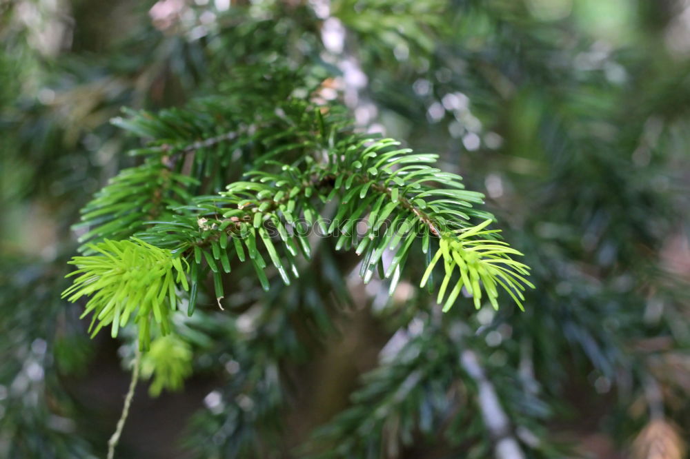 Similar – Image, Stock Photo needles Plant Growth