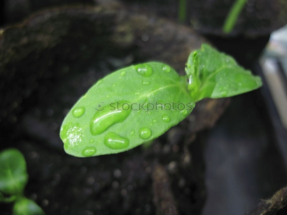 Similar – Herb rearing for self-sufficiency