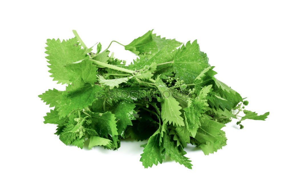 Similar – ingredient Parsley