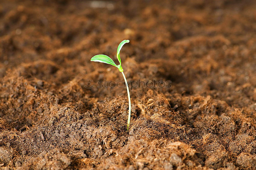 Image, Stock Photo survive… Environment