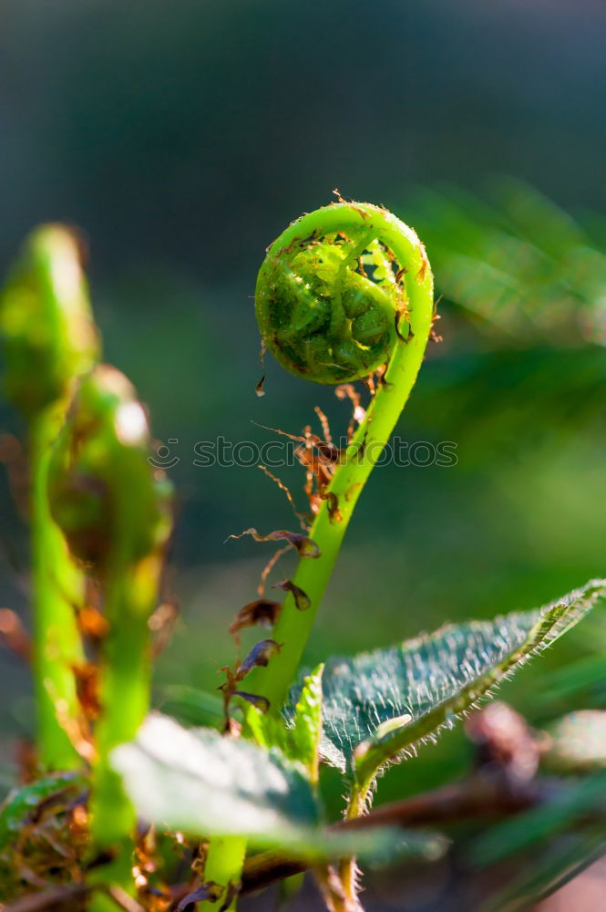 Similar – fern curl Nature Plant