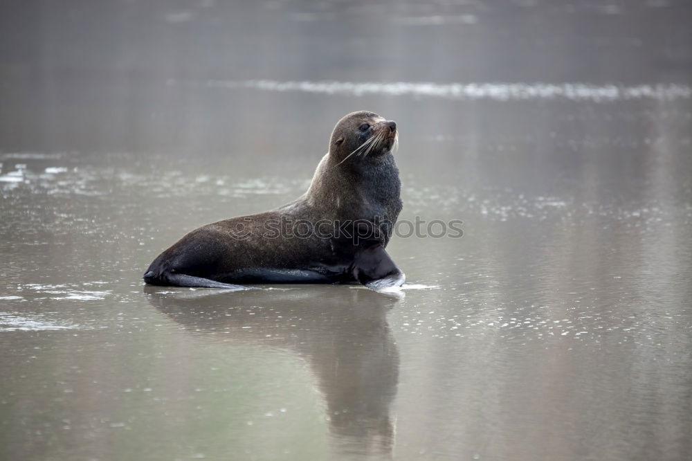 Similar – Foto Bild hey dude! Strand Tier