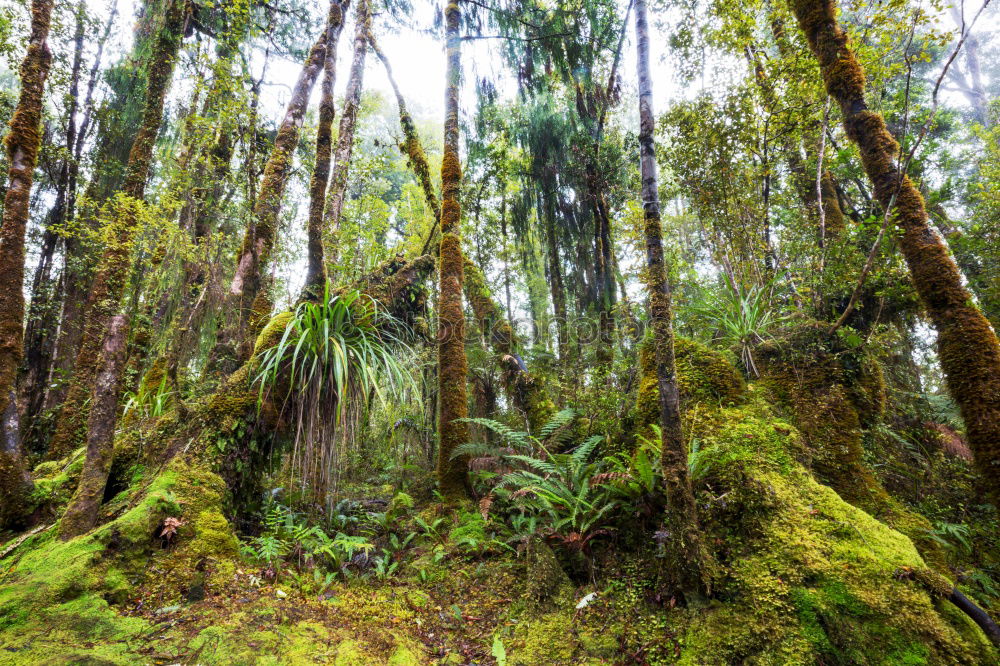 Similar – Foto Bild rainforest Umwelt Natur