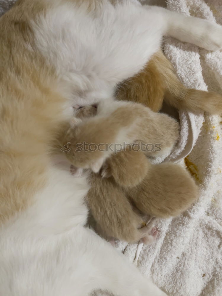 Similar – Image, Stock Photo With mum it is most beautiful