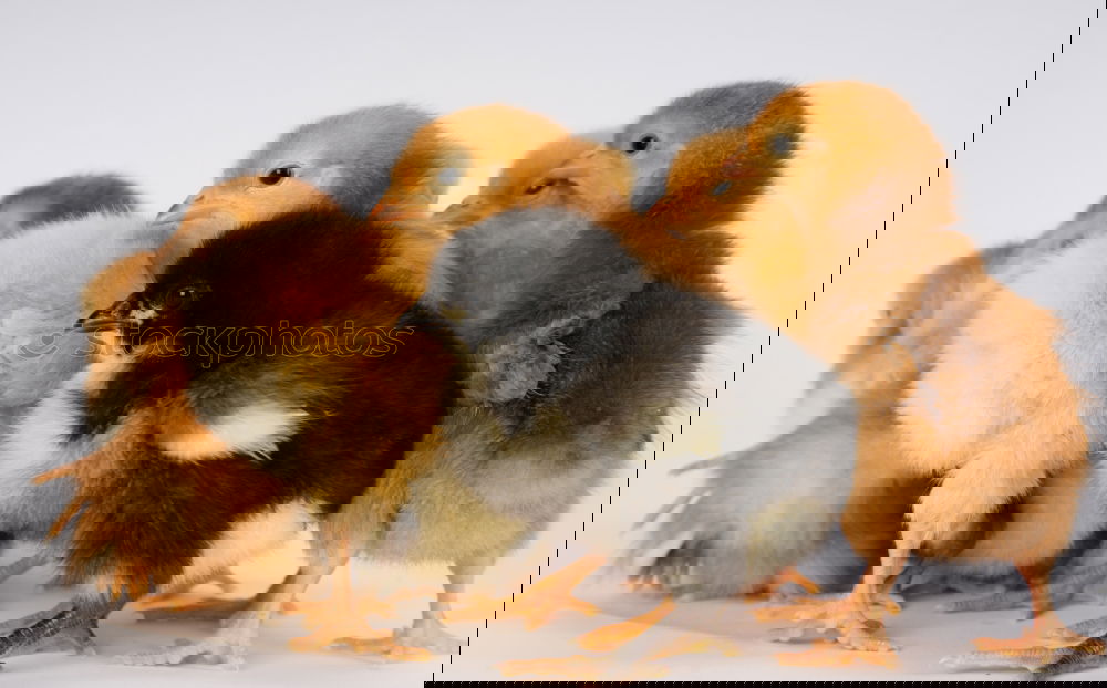 Similar – Foto Bild Küken Tier Nutztier Vogel