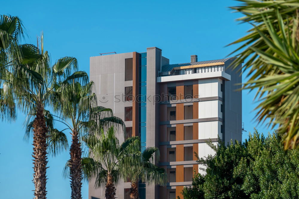 Similar – Image, Stock Photo Palm trees on Calvi