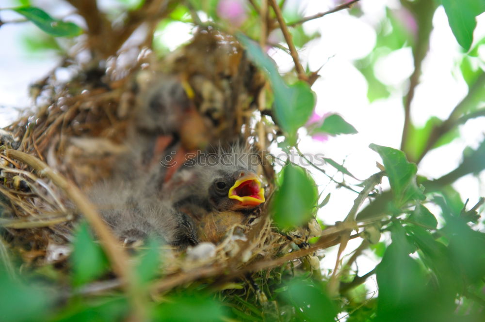 Similar – Blackbird quartett-bedlt-blackbird-cock-around-food-MG_1270