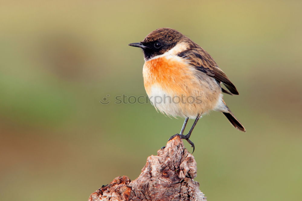 Similar – Image, Stock Photo beautiful garden bird at feeder