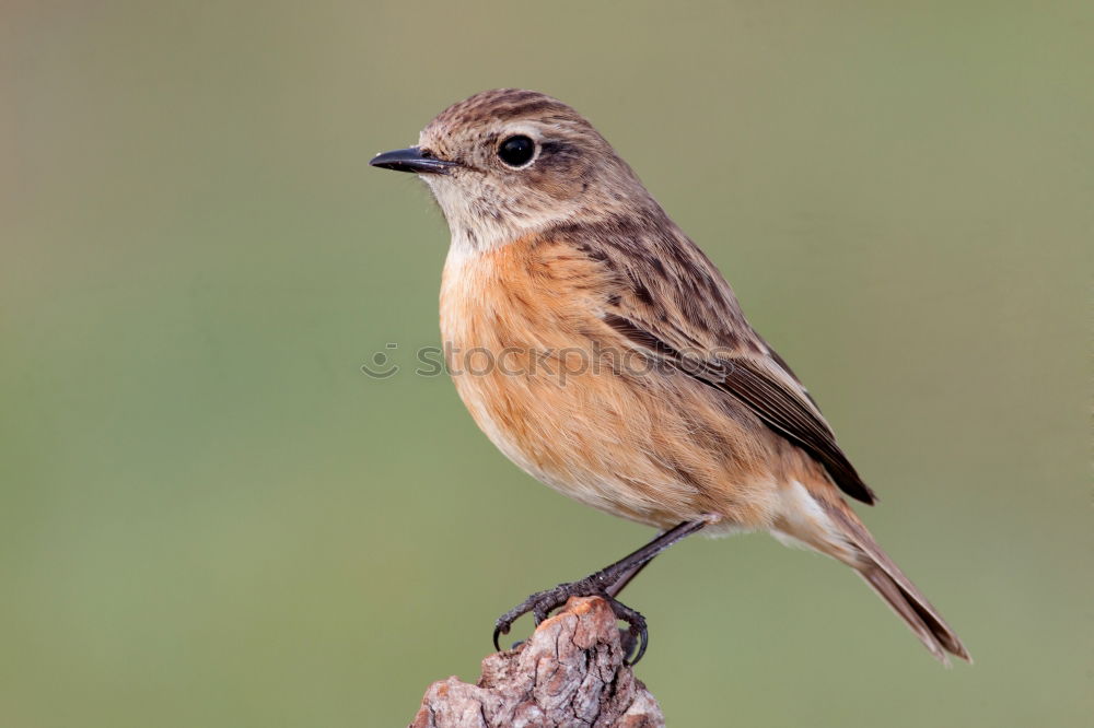 Beautiful wild bird Life