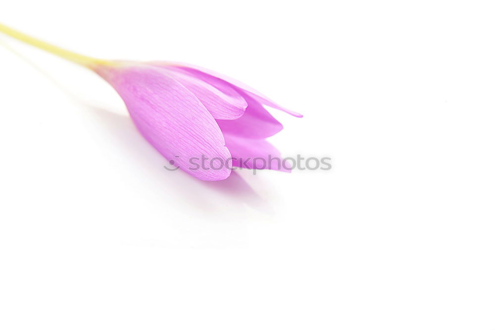 Similar – Image, Stock Photo deco Decoration Plastic