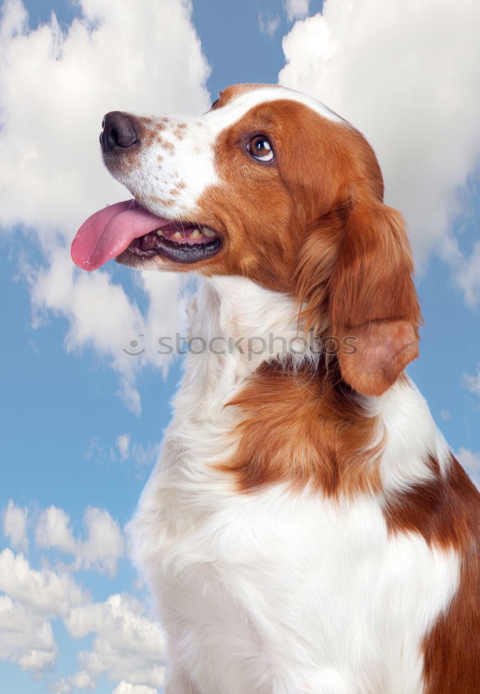 Image, Stock Photo Ears in the storm Dog Pelt