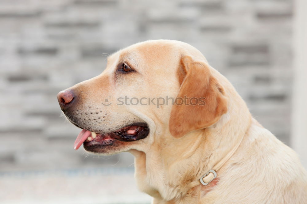 Similar – Yellow Labrador retriever before cherry blossoms