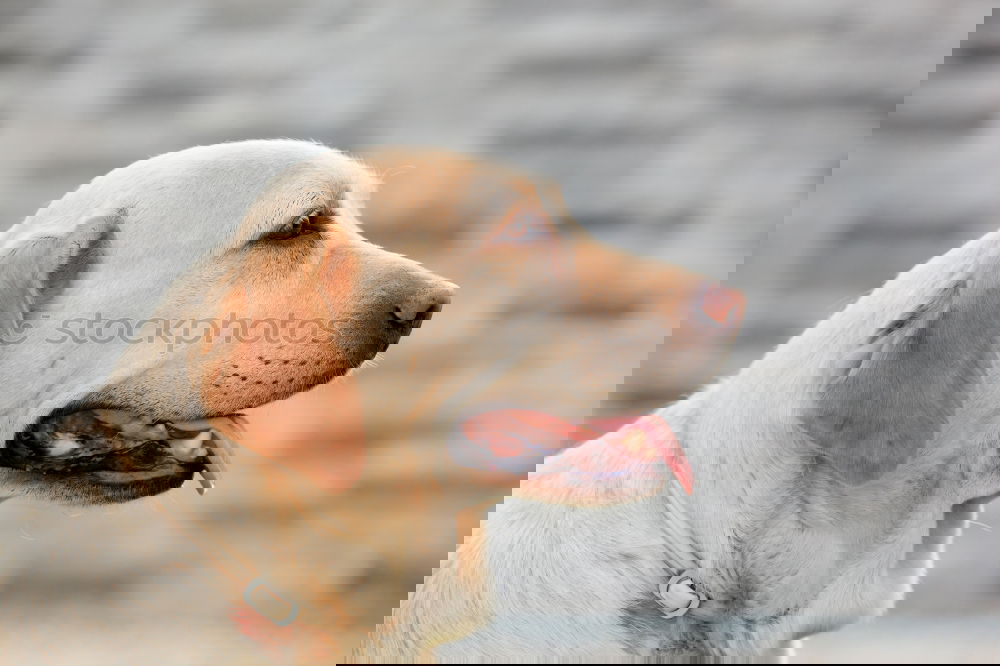 Similar – Image, Stock Photo portrait outdoors of a cute happy small dog