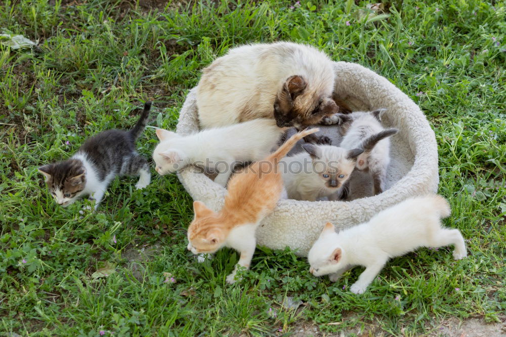 Similar – Image, Stock Photo Munchkin Animal Pet Pelt