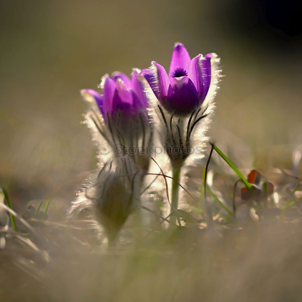 Similar – The crocuses are already radiating