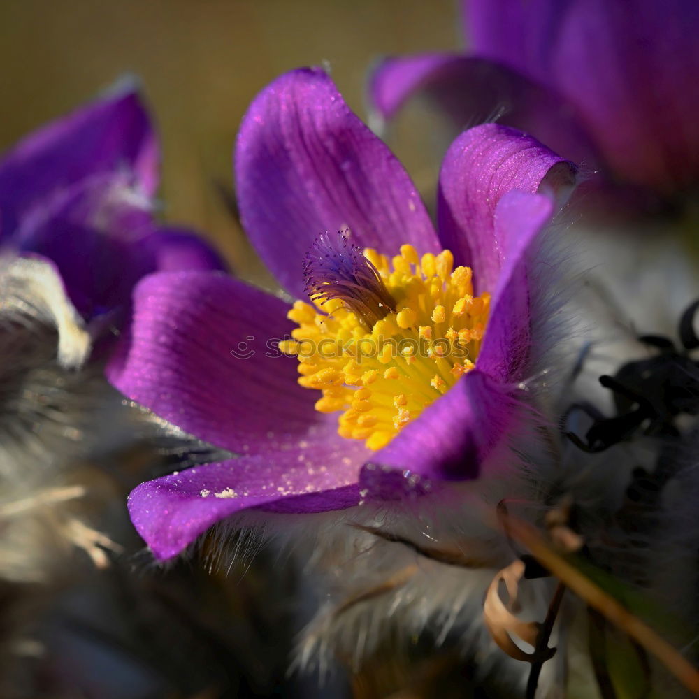 Similar – Image, Stock Photo spring fever Nature Plant