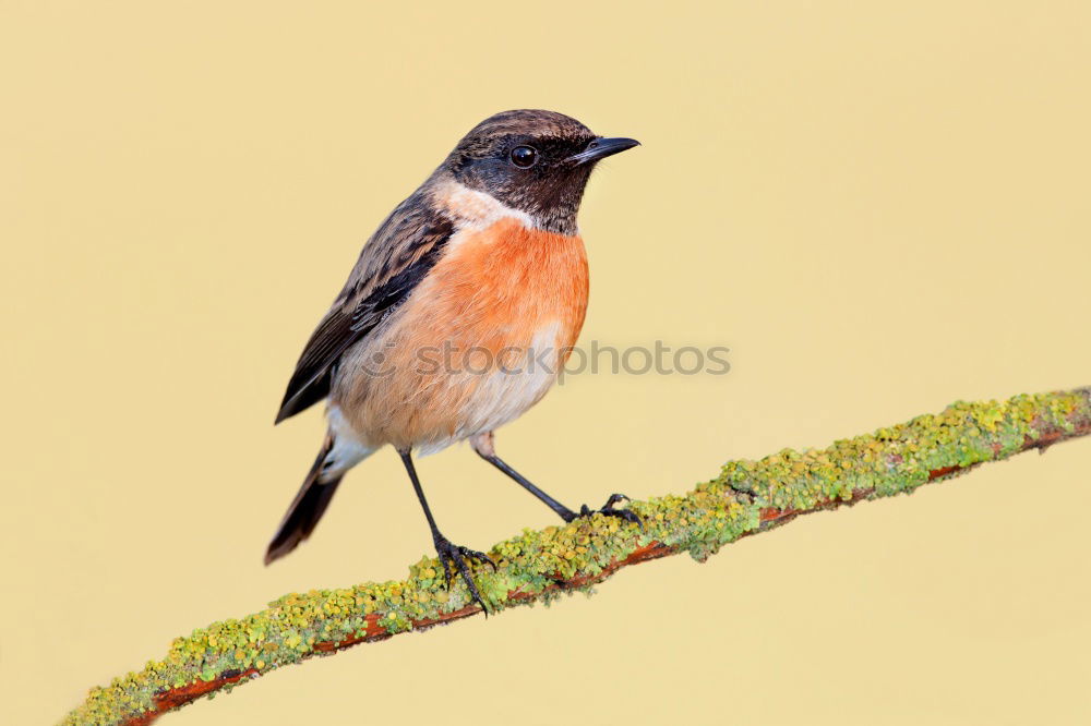 Similar – Image, Stock Photo Long-Tailed Tit