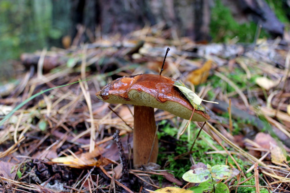 Image, Stock Photo Two little men standing in the forest…