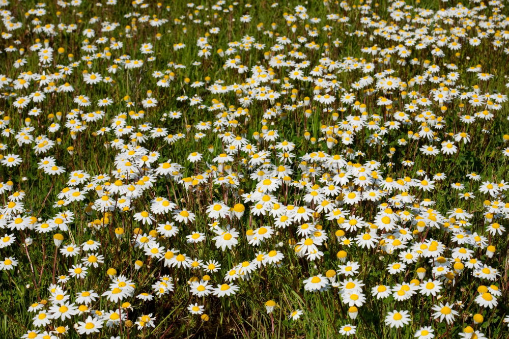 Flowers in front of and behind the fence