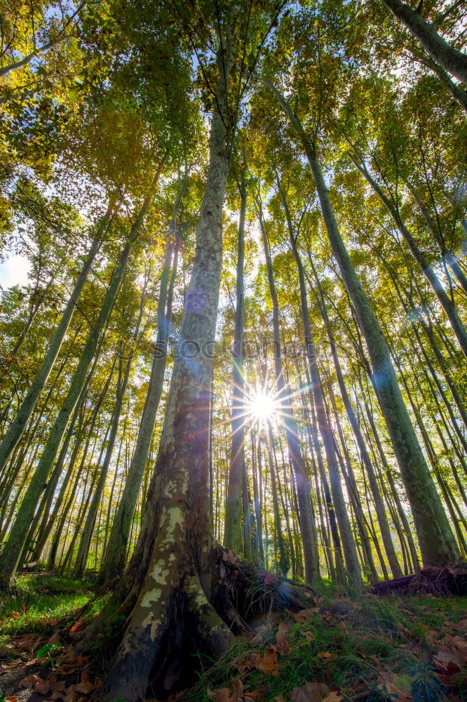 Image, Stock Photo morning sun Environment