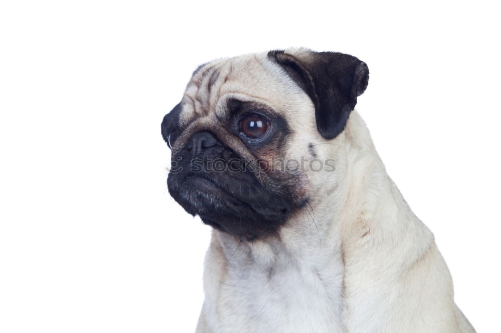 Similar – Lassie Pug Dog Brown Gray