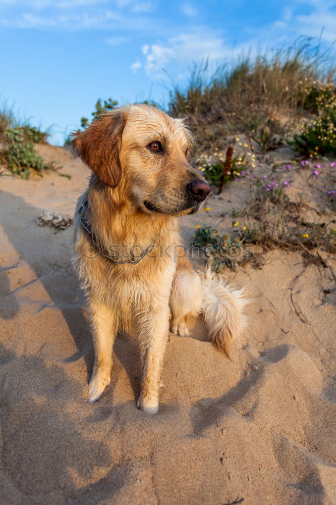 Similar – Image, Stock Photo KingOfTheBeach Dog Clouds