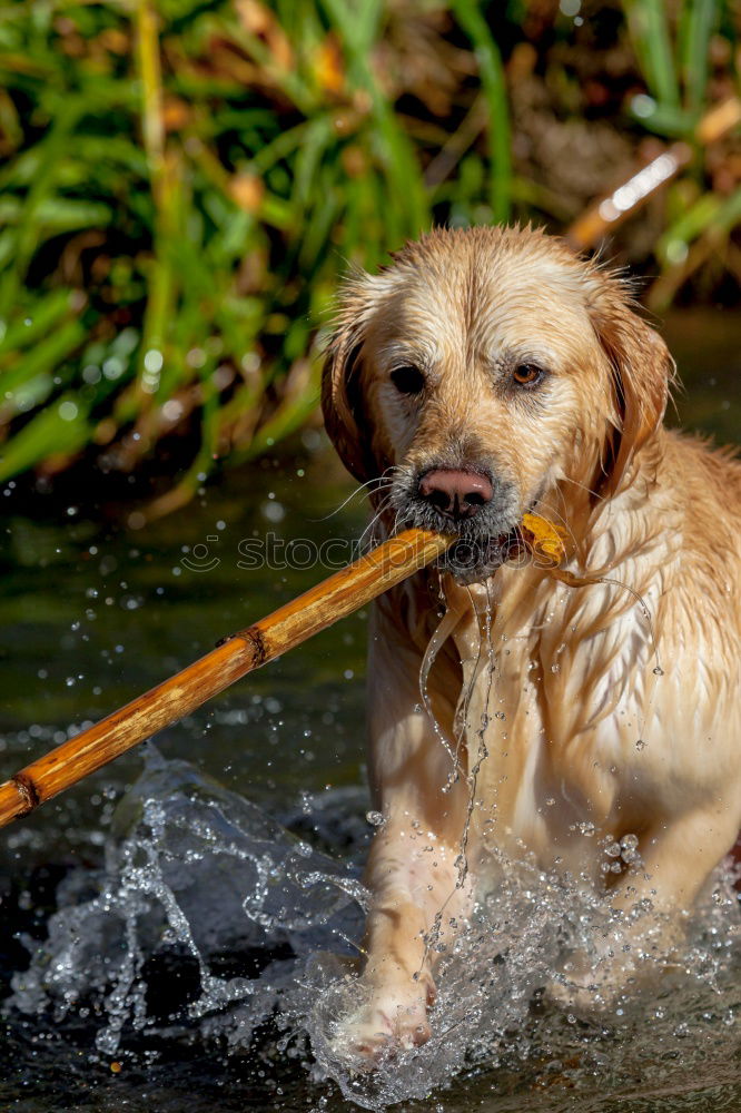 Similar – Golden Days Water