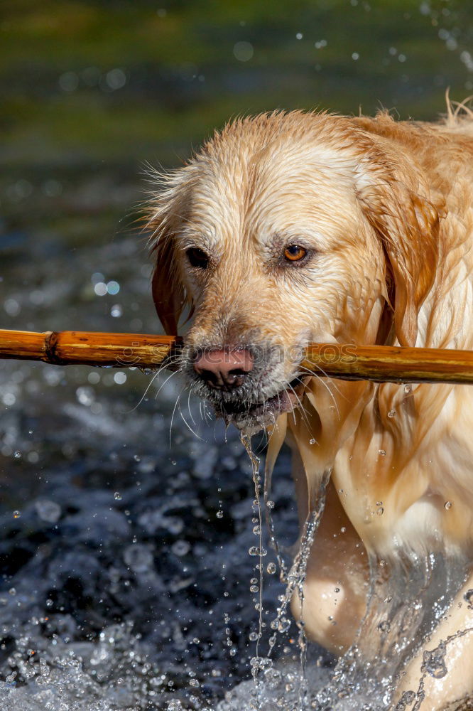 Similar – Image, Stock Photo splish splash Nature