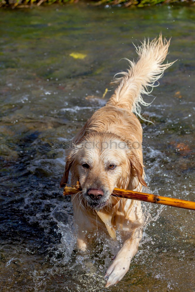 Similar – Image, Stock Photo splish splash Nature