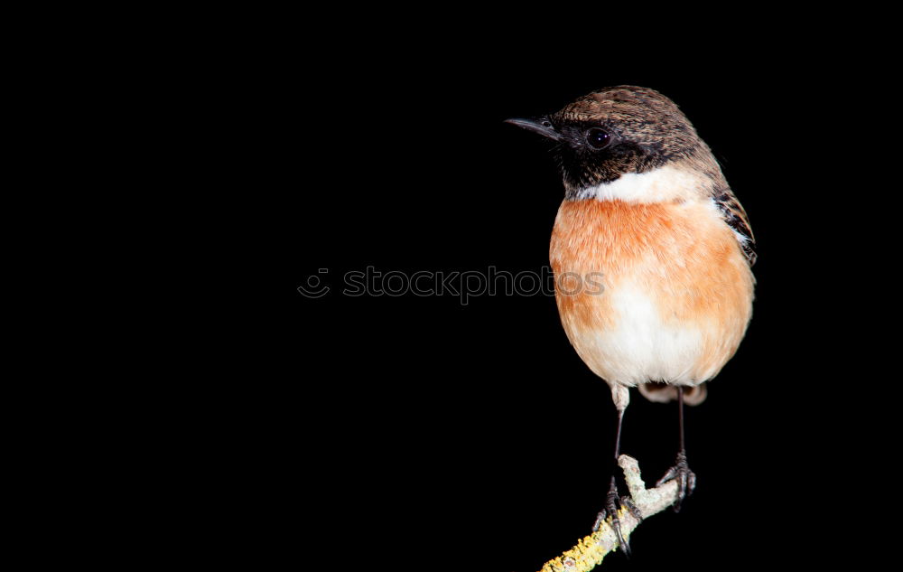 Similar – Foto Bild Im Abendanzug Pinguin Tier