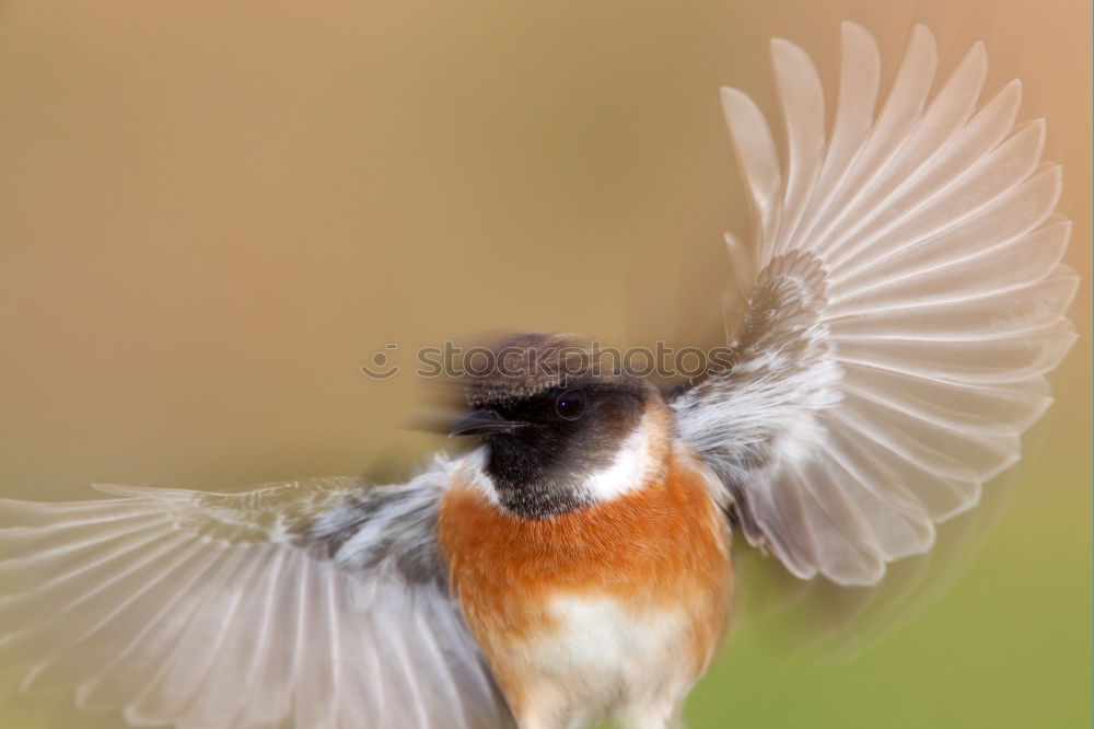 Anflug Tier Vogel