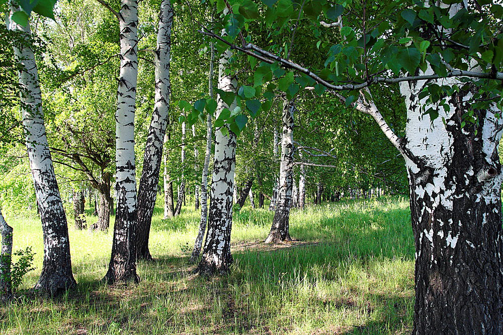 Similar – Rows of trees in forest