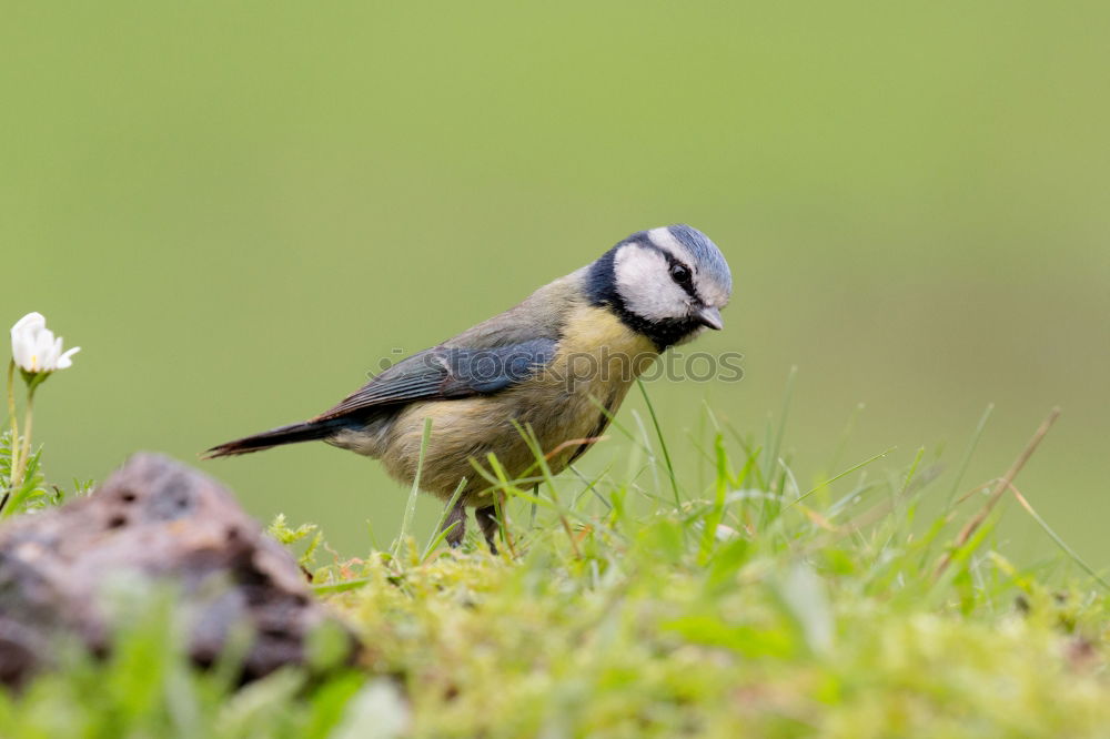 Similar – Foto Bild flügge? Vogel Küken