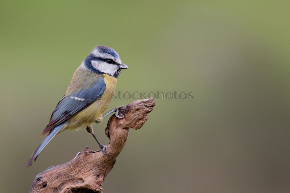 Similar – Image, Stock Photo Blue Tit Animal