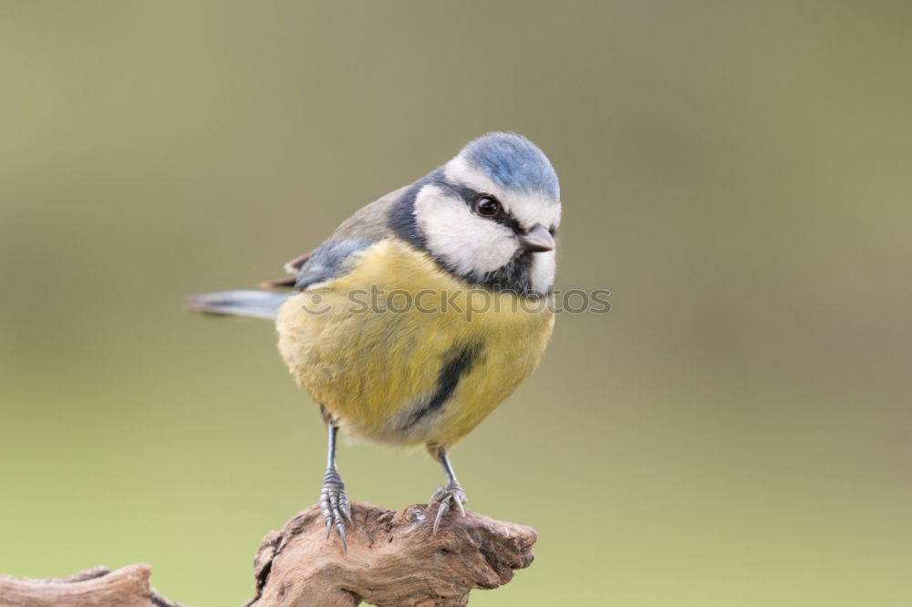 Similar – Image, Stock Photo Blue Tit Portrait Nature