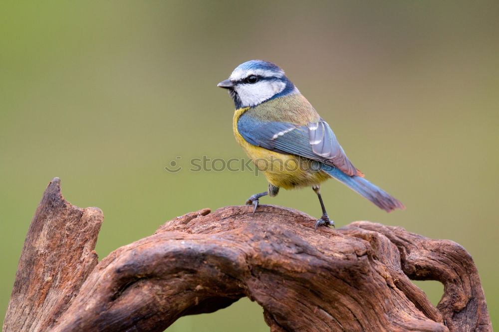 Similar – Image, Stock Photo Blue tit in autumn Nature