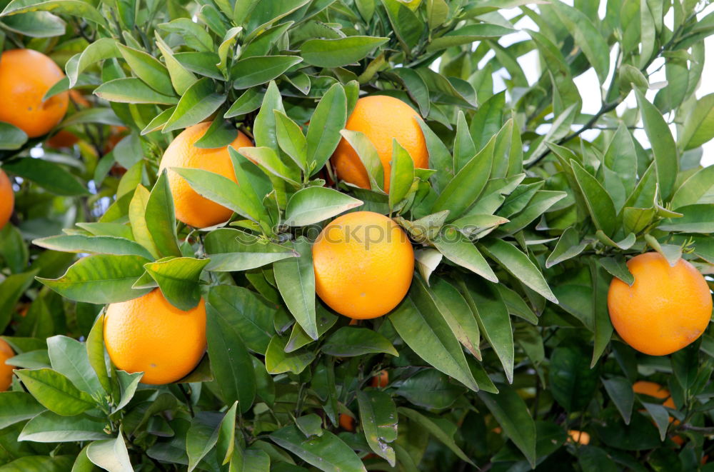 Image, Stock Photo Oranges on a branch. Orange trees in plantation.