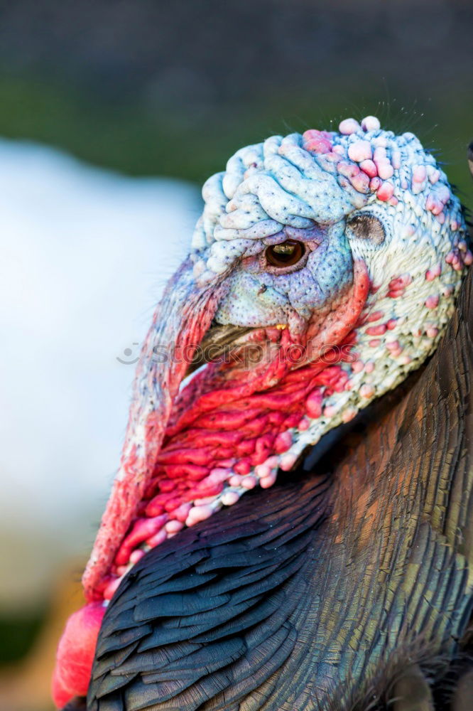 Similar – Bronze turkeys, turkeys, poultry, turkey,