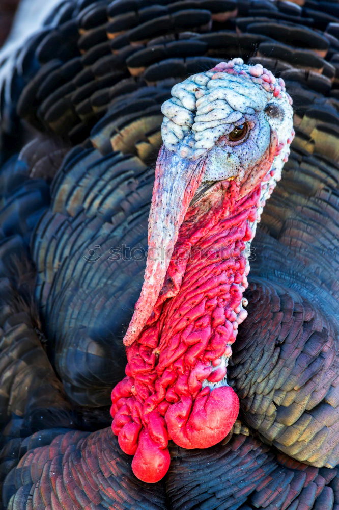 Similar – Bronze turkeys, turkeys, poultry, turkey,