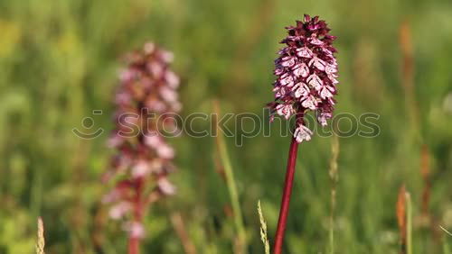 Similar – Image, Stock Photo meadow Meadow Red Grass