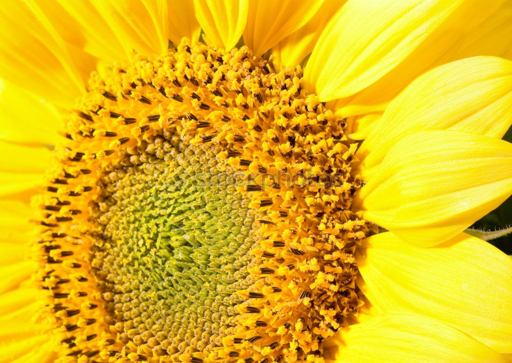 Similar – mesmerizing sun Flower