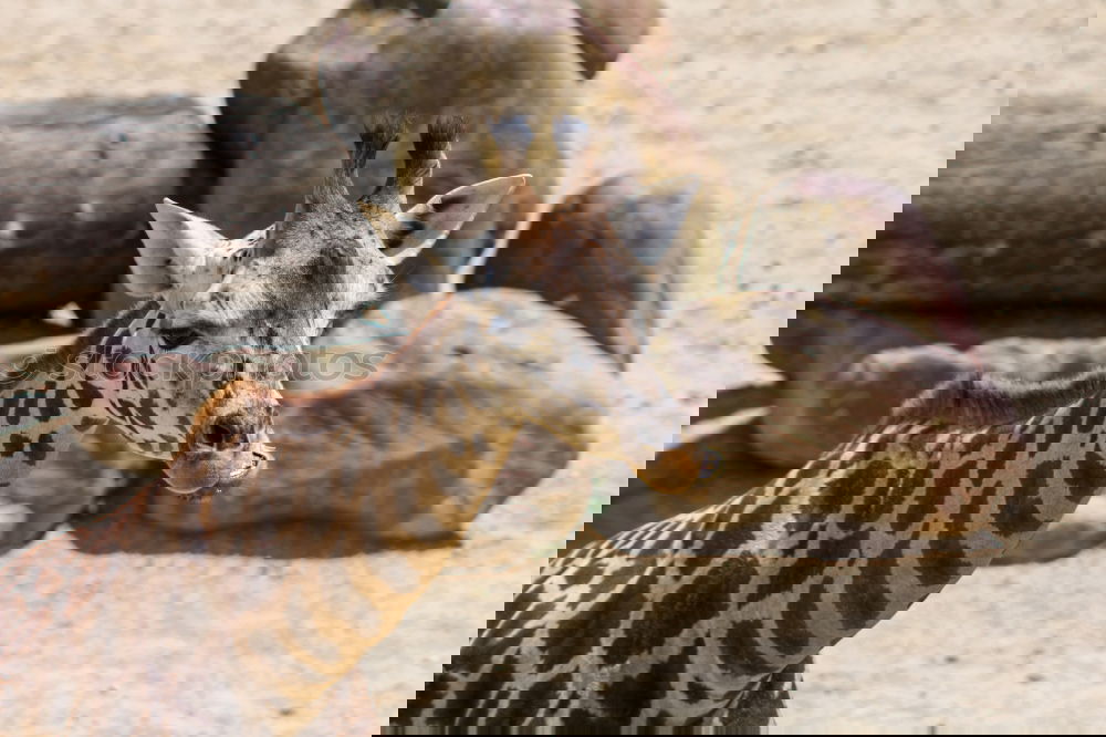 Similar – Foto Bild so nen Haaaals Zoo Safari