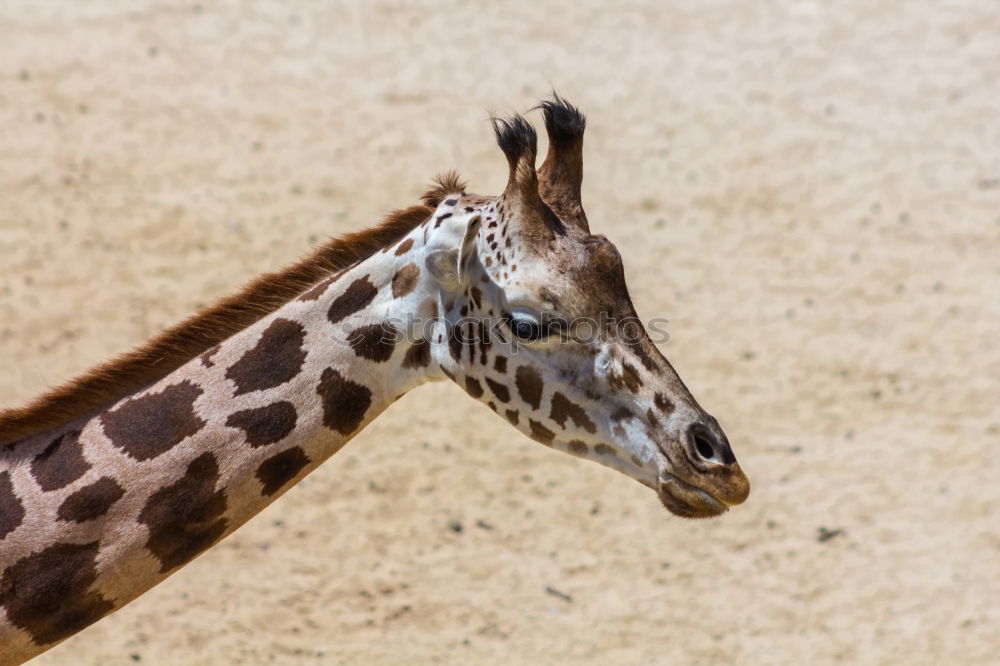 Similar – Image, Stock Photo The Three Funny Two Zoo