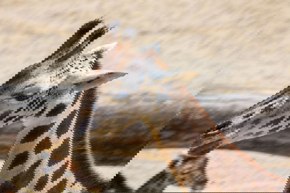 Similar – Foto Bild so nen Haaaals Zoo Safari