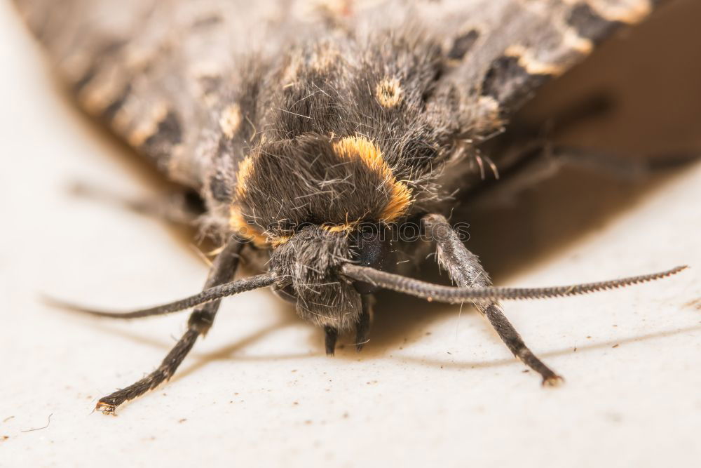 Similar – Image, Stock Photo Old butterfly Animal