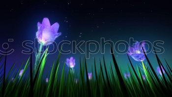 Similar – two blue forget-me-not flowers hold together