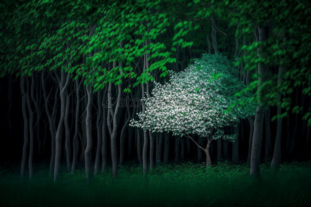 Similar – Illuminated path in the forest in Sweden with birches and deciduous trees