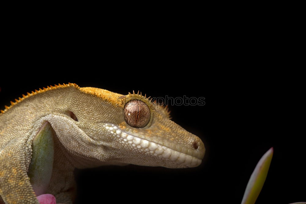 Image, Stock Photo lizard mink Saurians