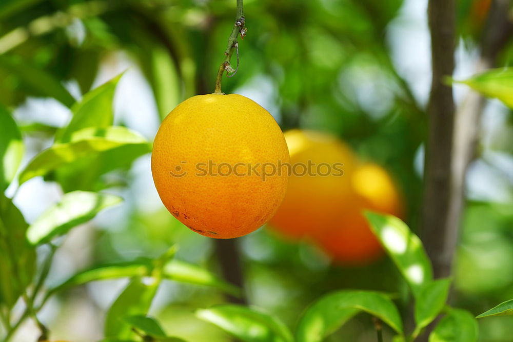 Similar – Image, Stock Photo Orange scent. Environment